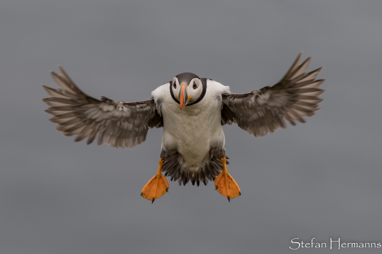 Papageitaucher (Fratercula arctica)