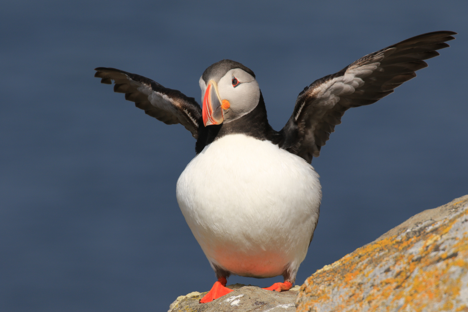 Papageitaucher (Fratercula arctica)