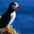 Papageitaucher (Fratercula arctica) auf den Westmännerinseln