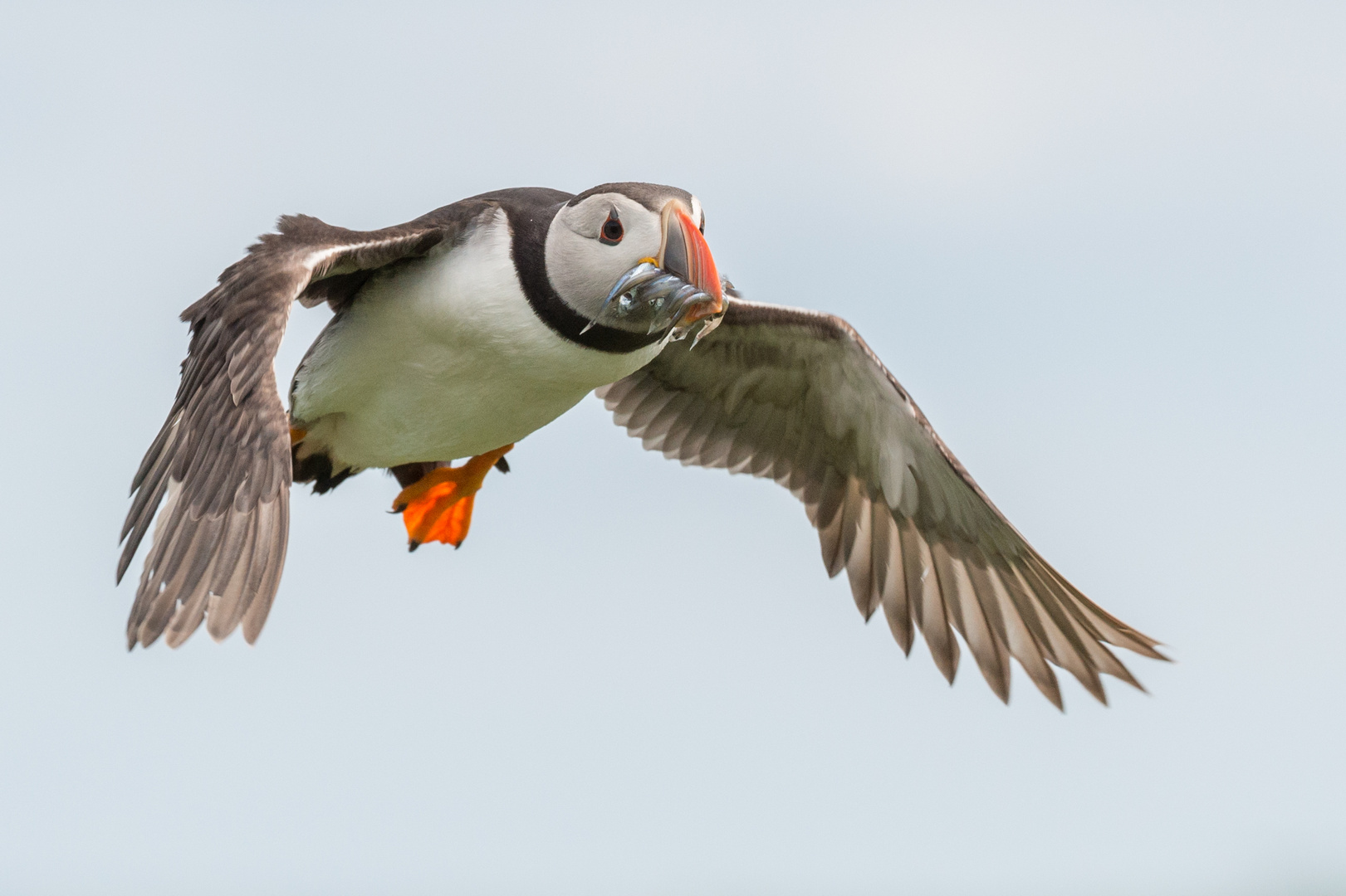 Papageitaucher (Fratercula arctica) mit gefülltem Schnabel, Farne-Inseln, England