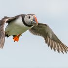 Papageitaucher (Fratercula arctica) mit gefülltem Schnabel, Farne-Inseln, England