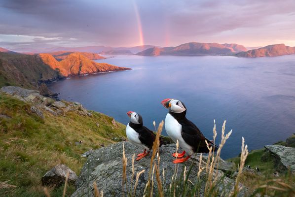 Papageitaucher genießen