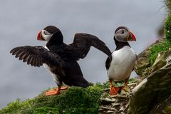 Papageitaucher II auf Shetland