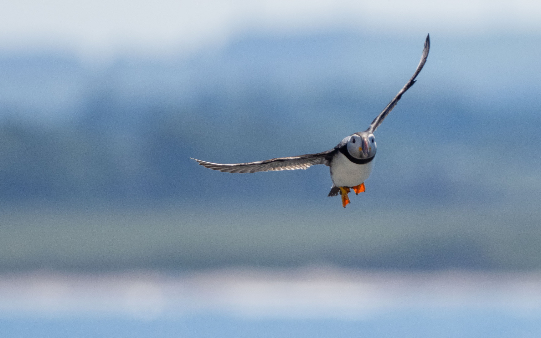 Papageitaucher im Anflug