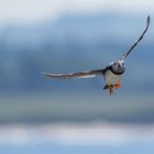 Papageitaucher im Anflug