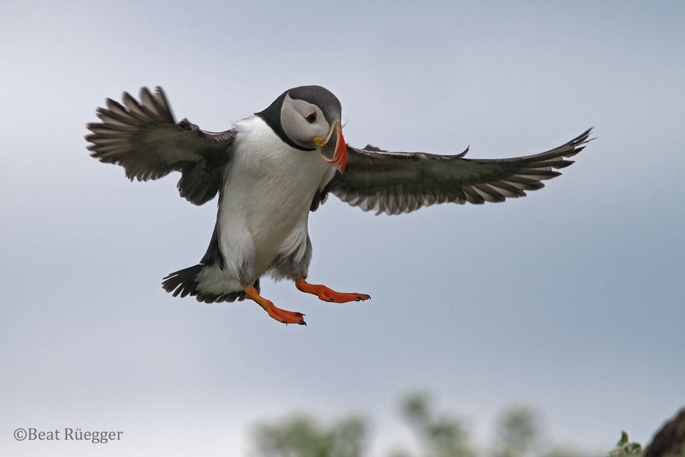 Papageitaucher im Anflug