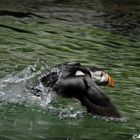 Papageitaucher im Anflug