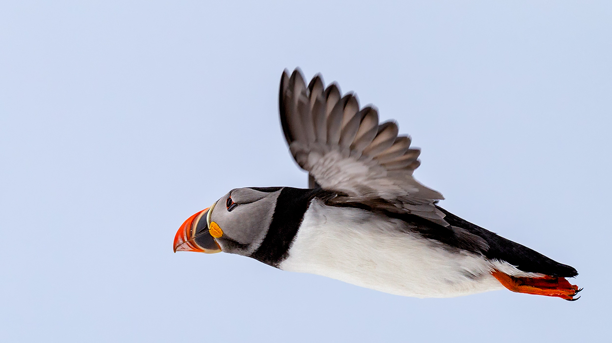 Papageitaucher im Flug (2)