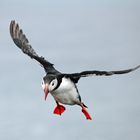 Papageitaucher im Landeanflug