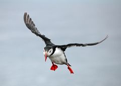 Papageitaucher im Landeanflug