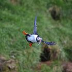 Papageitaucher - Landeanflug zur Fütterung