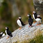 Papageitaucher // Norwegen