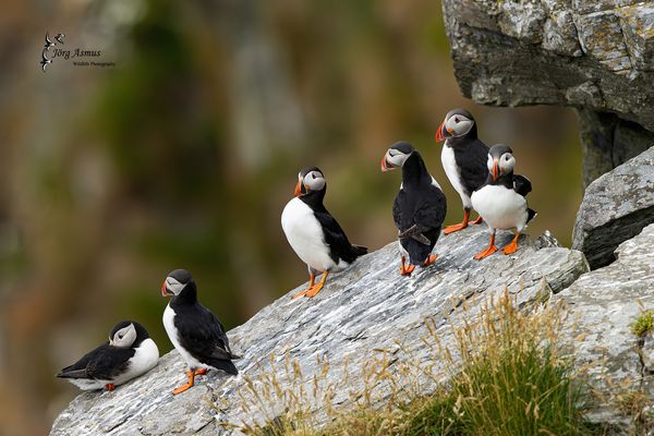 Papageitaucher // Norwegen