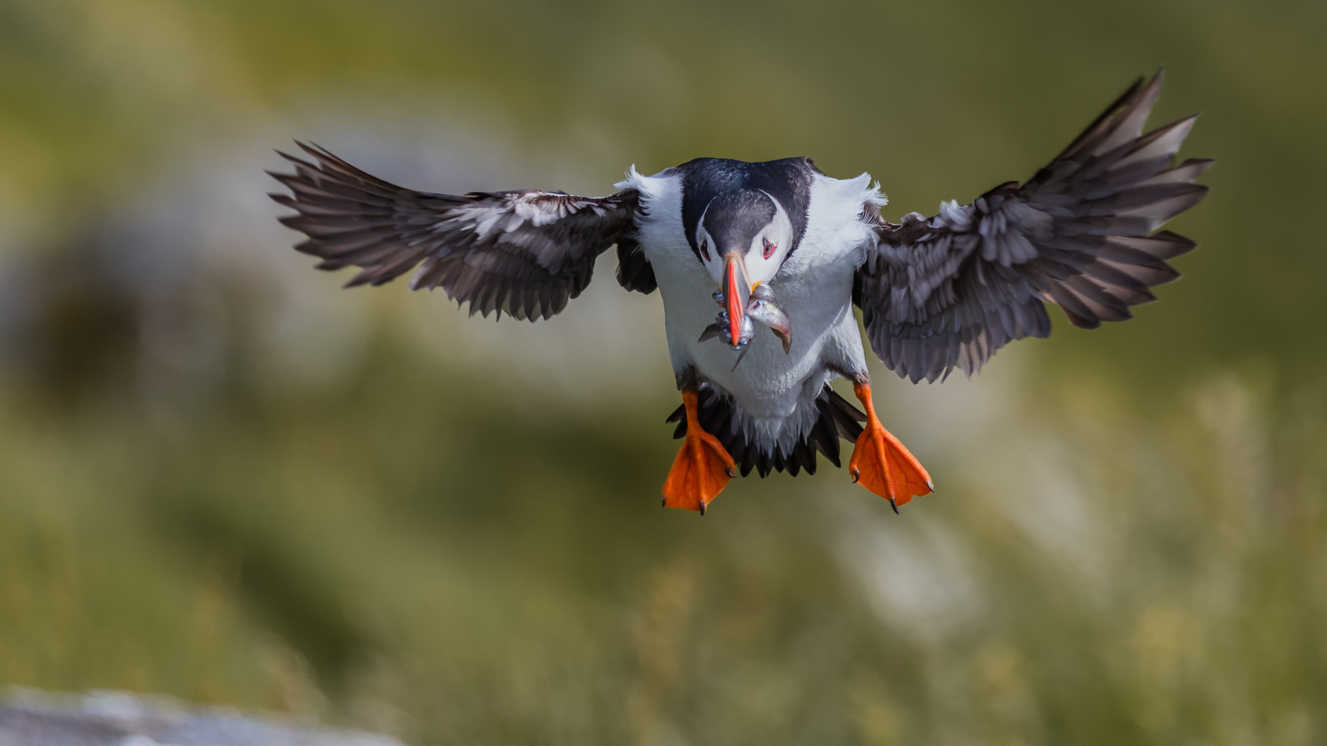 Papageitaucher "Puffin"