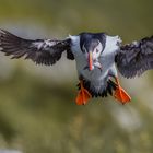 Papageitaucher "Puffin"