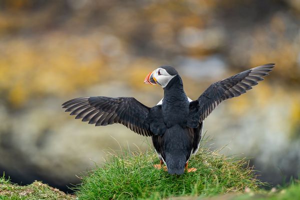 Papageitaucher (Puffin)