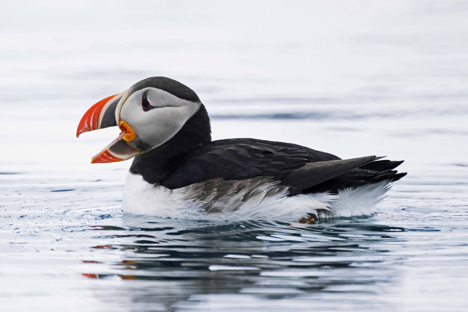 Papageitaucher (puffin)