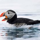 Papageitaucher (puffin)