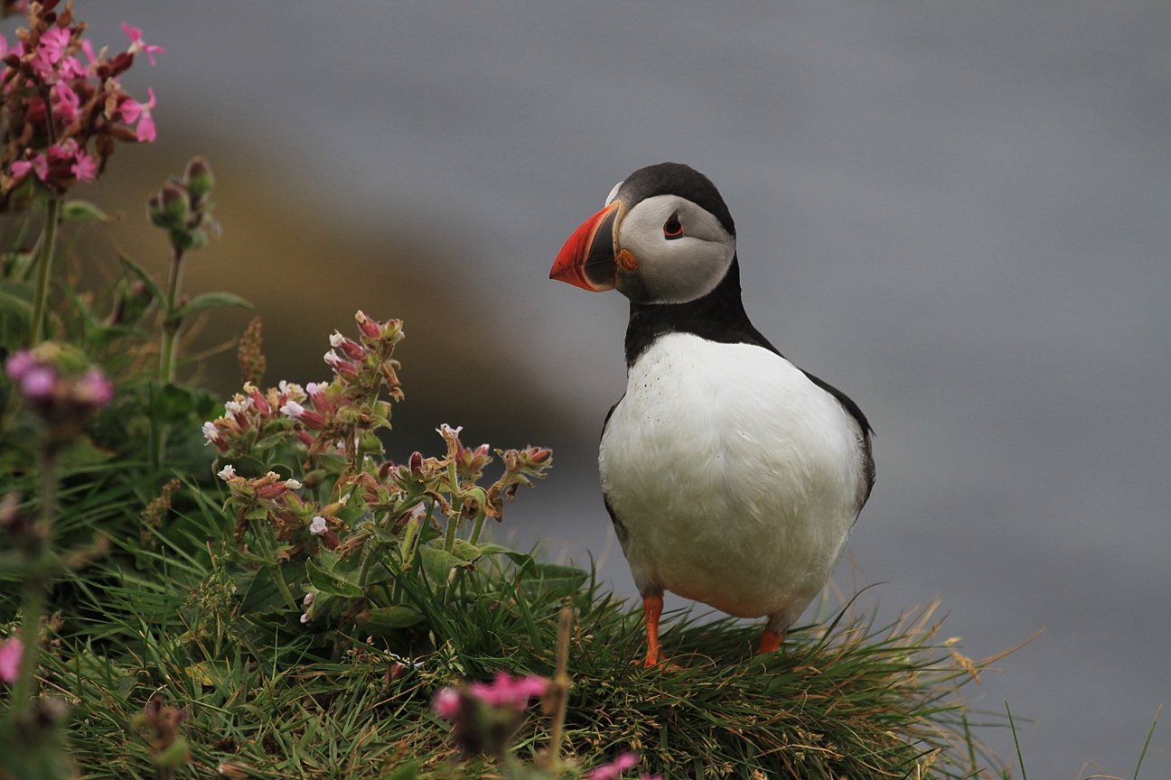 Papageitaucher, Puffin