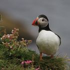 Papageitaucher, Puffin