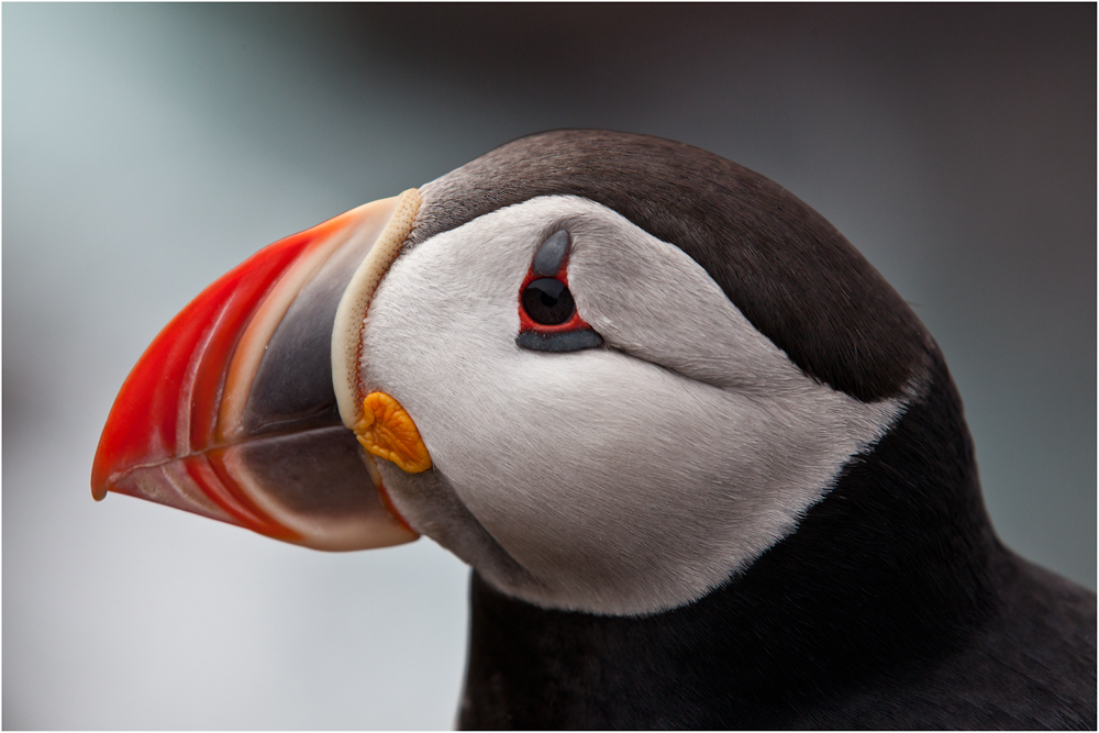 Papageitaucher / Puffin / Lundi