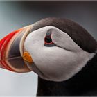 Papageitaucher / Puffin / Lundi