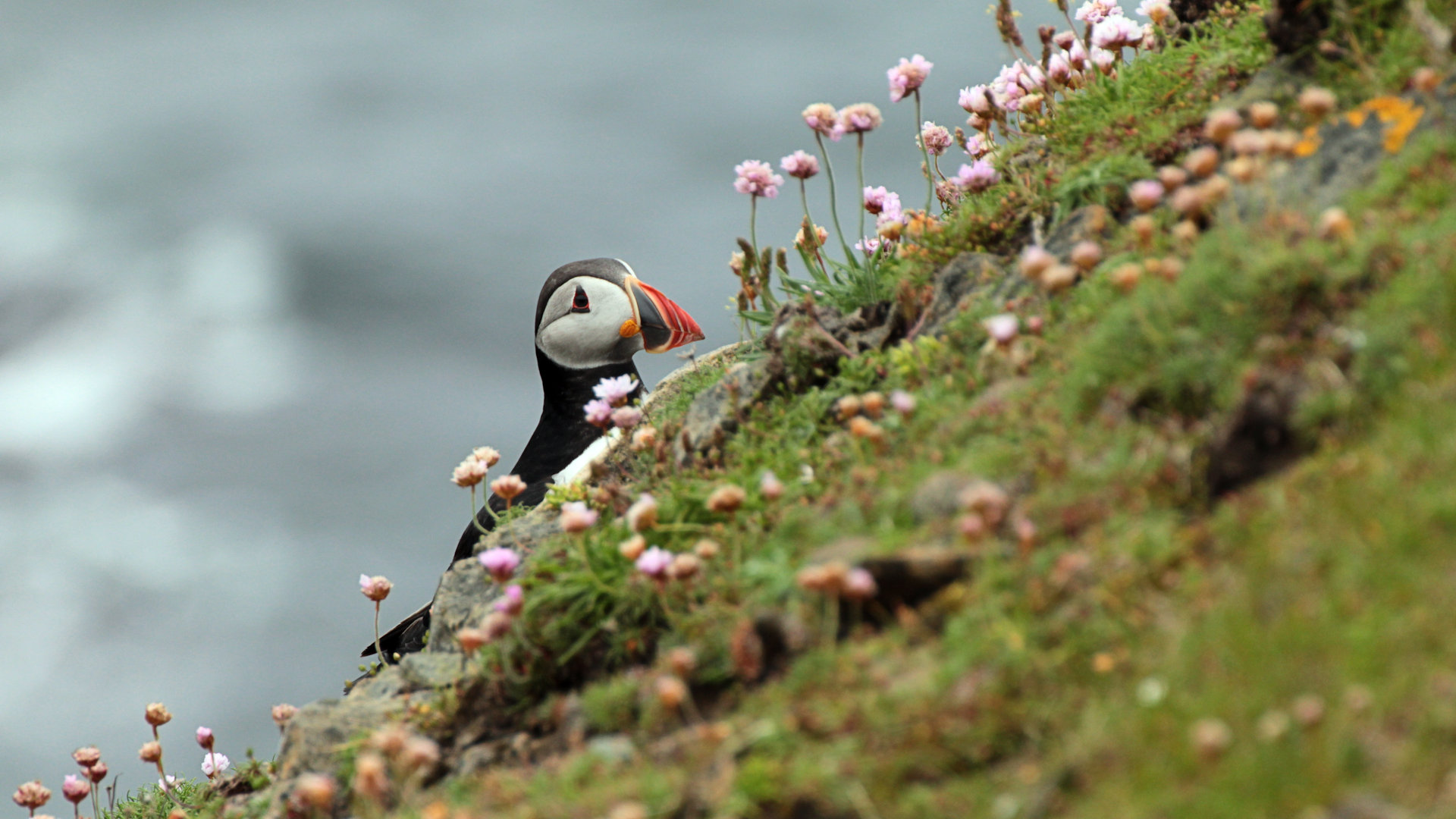 Papageitaucher - Puffin - Tammie norrie - Fratercula arctica