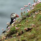 Papageitaucher - Puffin - Tammie norrie - Fratercula arctica