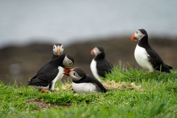 Papageitaucher (Puffins)