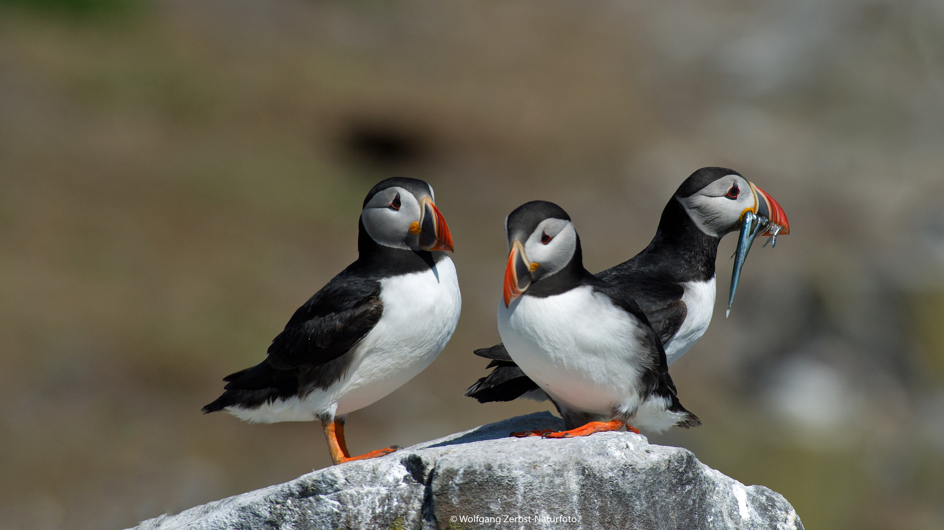 --- Papageitaucher Trio ---  ( Fratercula arctica )