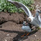 Papageitaucher und Lachmöwe , Farne-Inseln, England