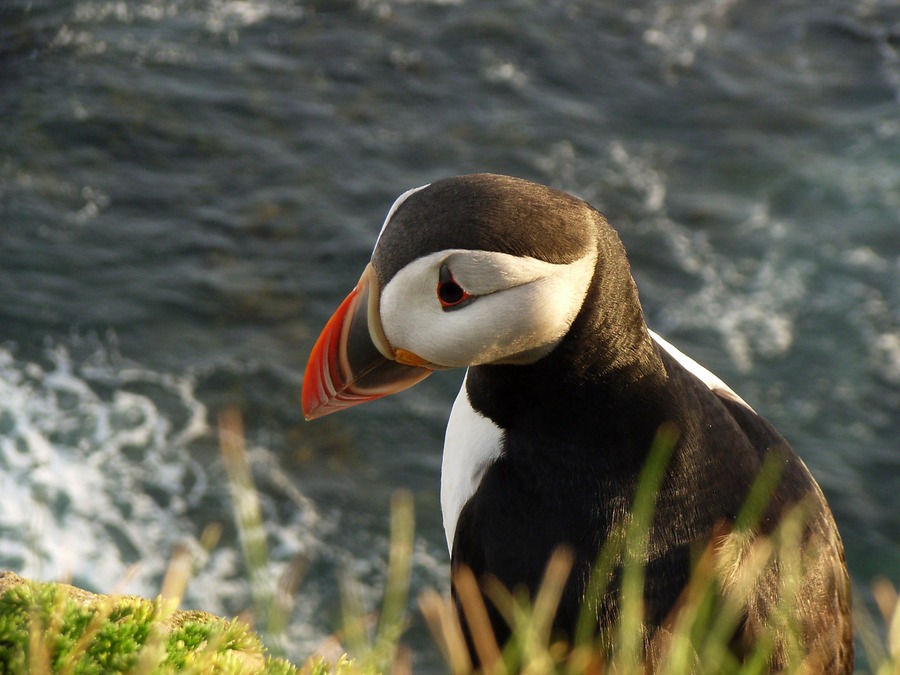 Papageitaucher unter Islands Mitternachtssonne