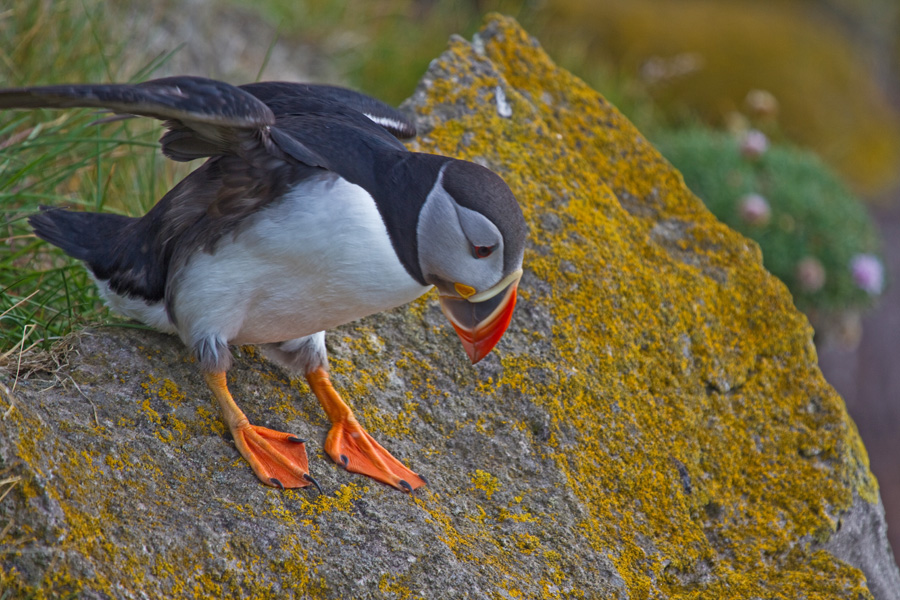 Papageitaucher Vogelfelsen Latrabjarg Island 06.07.2010