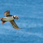 Papageitaucher...(puffin)