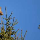 Papageno hat Papagena gefunden