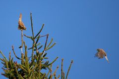 Papageno hat Papagena gefunden