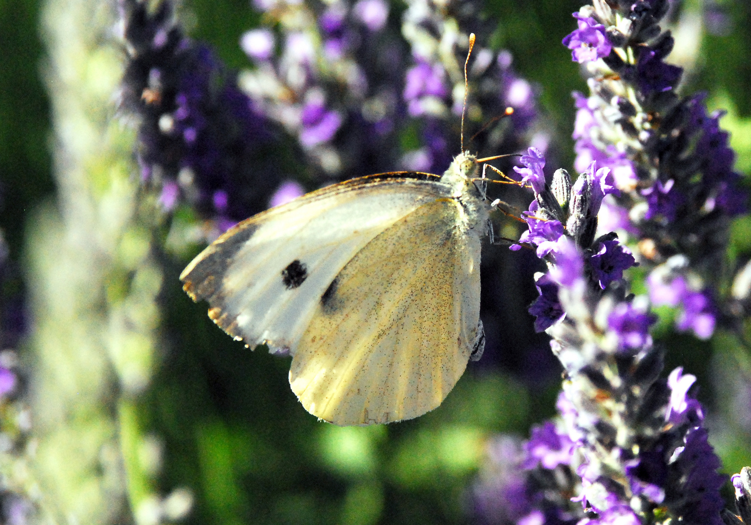 PAPALLONA BLANCA