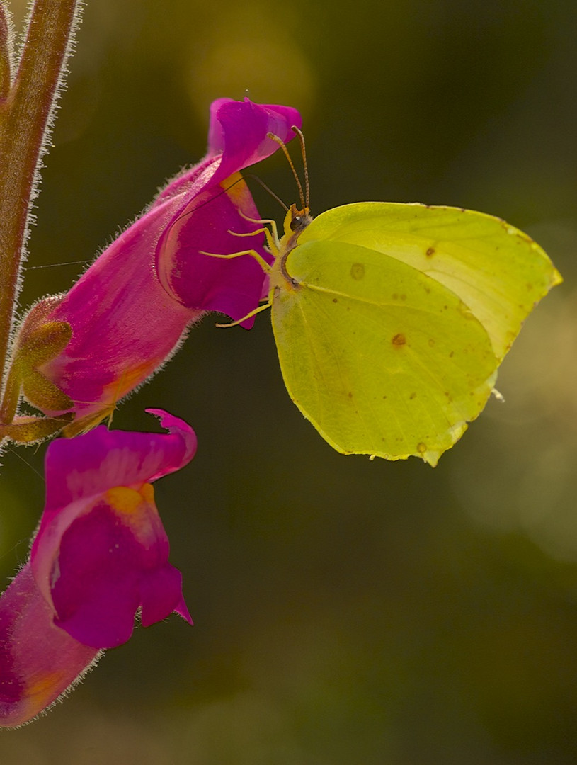 Papallona Llimonera damunt de flor d'Antirrhinum