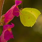 Papallona Llimonera damunt de flor d'Antirrhinum