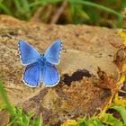 PAPALLONA. MARIPOSA. BUTTERFLY. SCHMETTERLING.