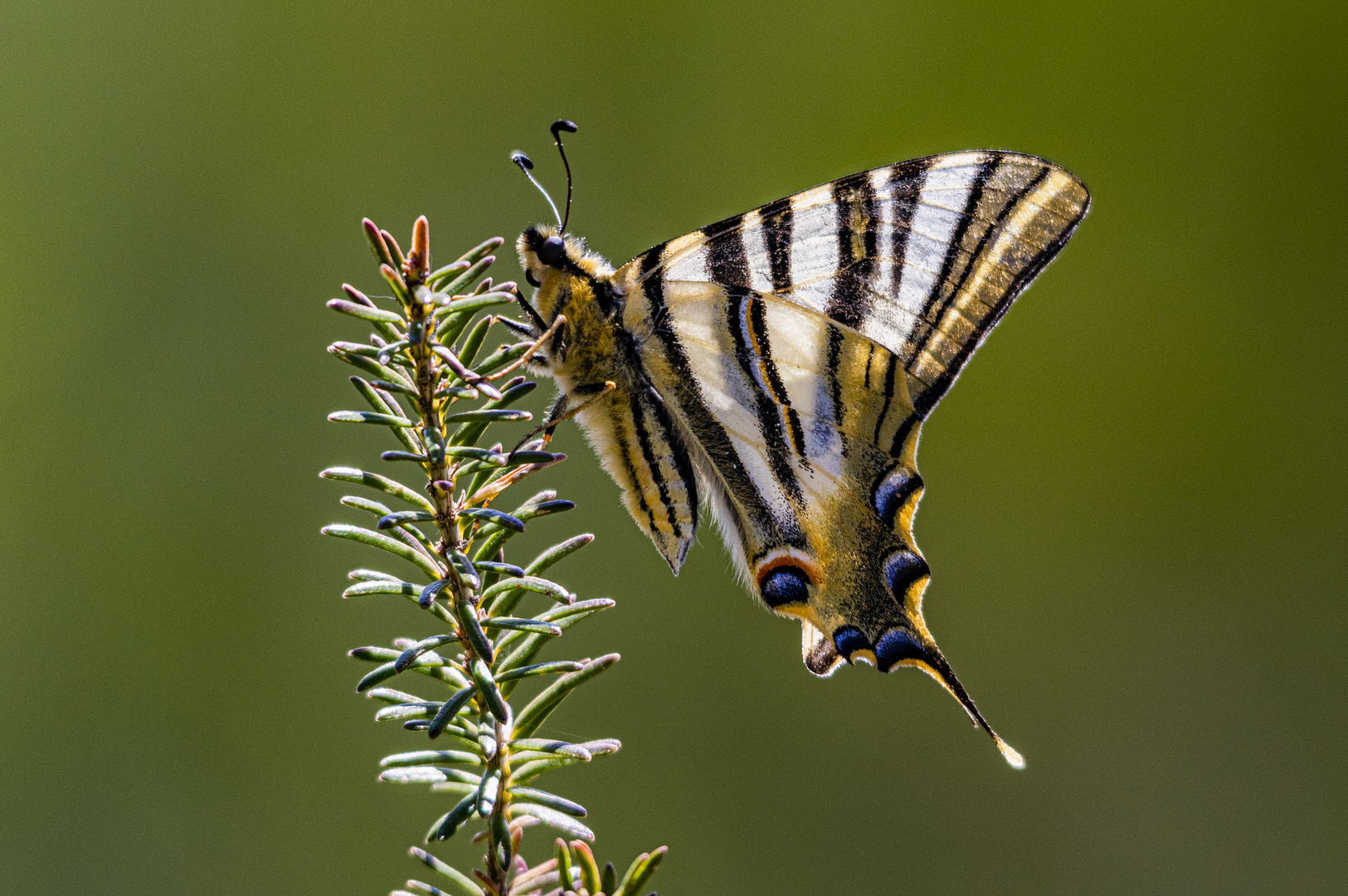 Papallona zebrada 