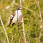 Papamoscas Cerrojillo Hembra