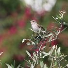 Papamoscas gris-Grauschnäpper