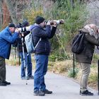 Paparazzi bei den jungen Geparden