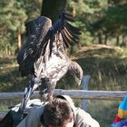 Paparazzi habens auch nicht leicht!