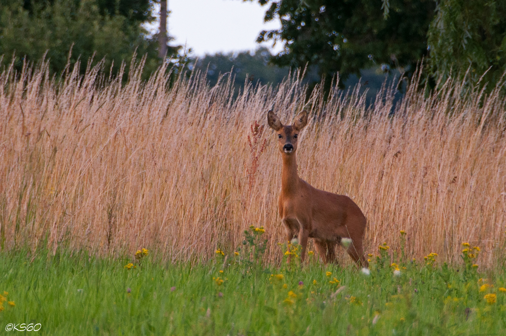 ... Paparazzi unter Beobachtung ...