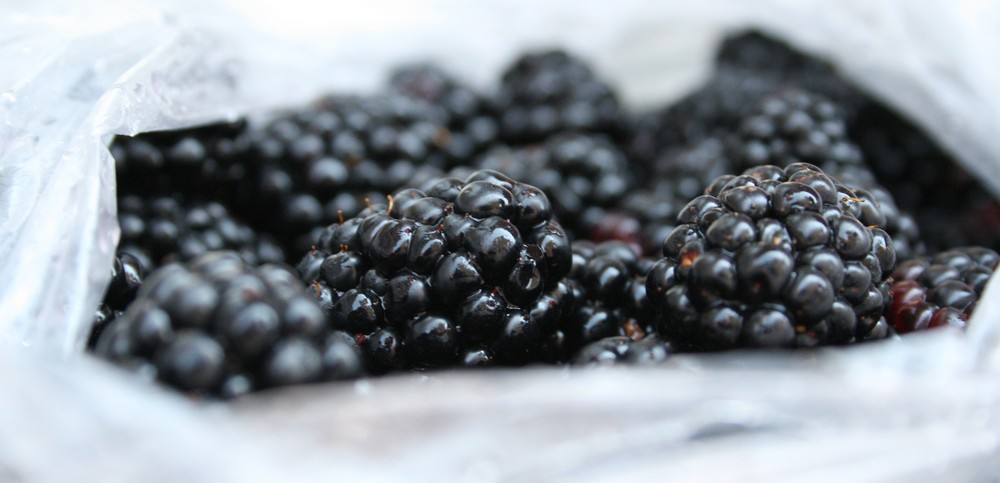 Papa´s Brombeeren