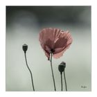 Papaver