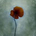 papaver