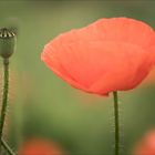 Papaver